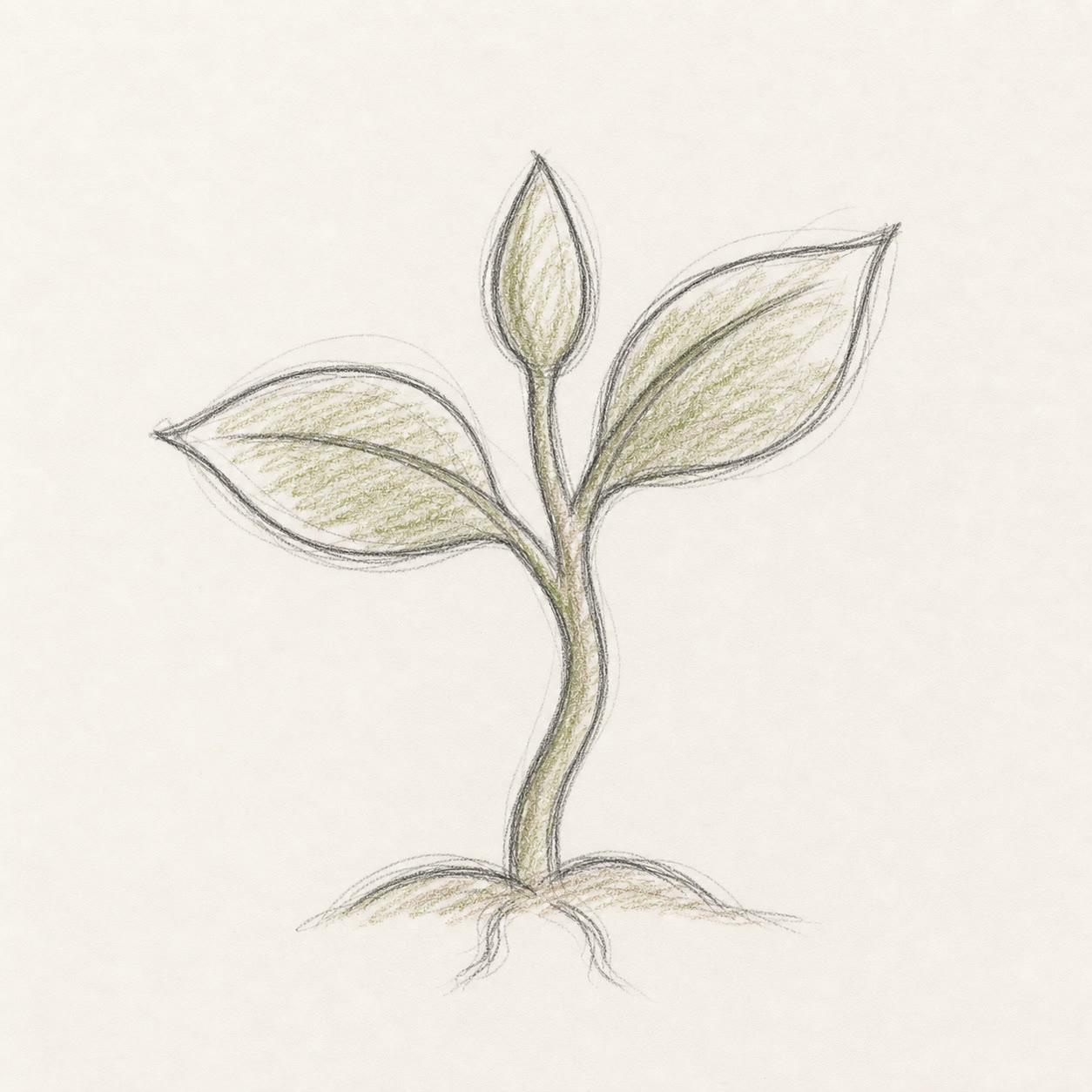 Four-leaf sprout sketch